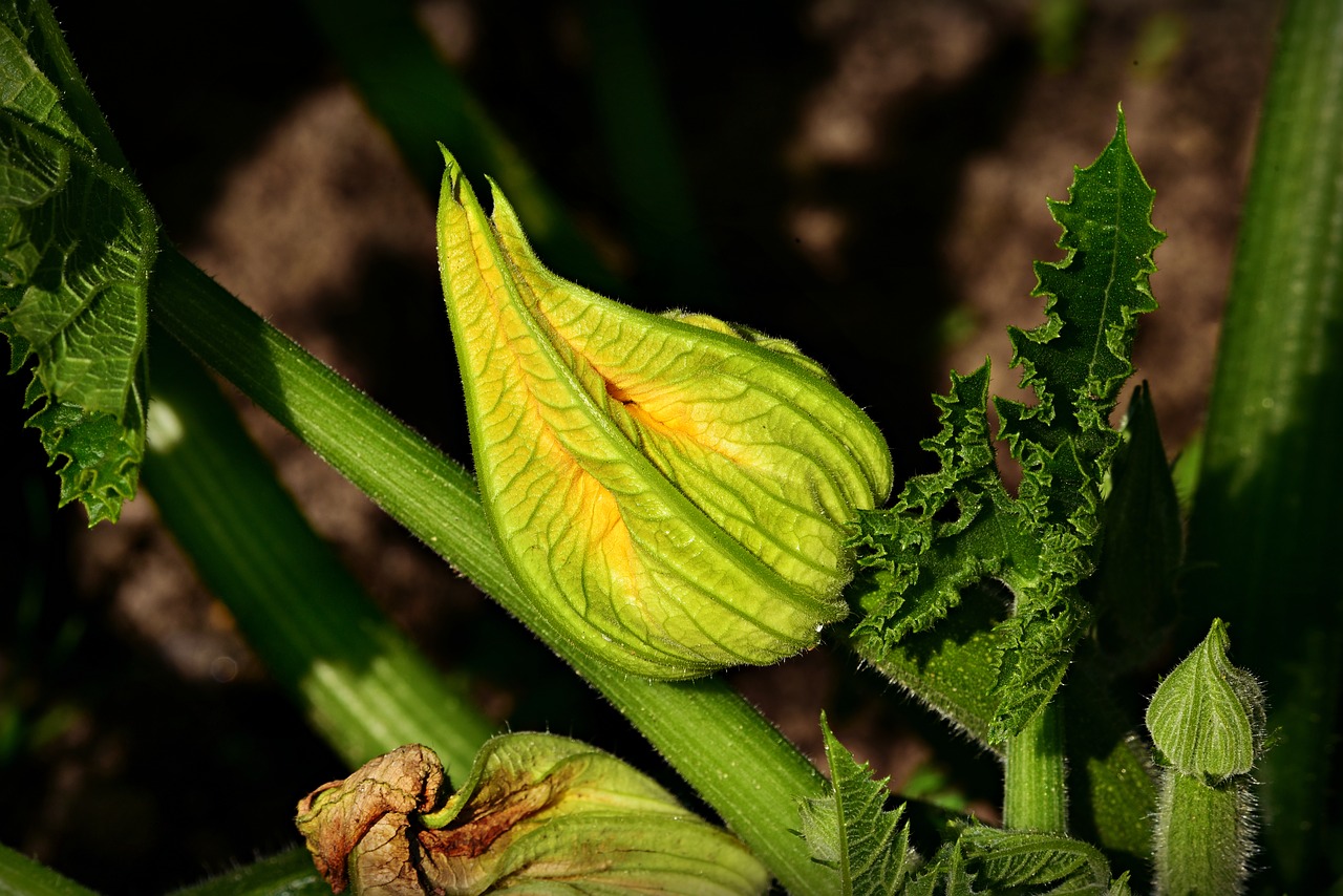 courgette-flower-3718431_1280
