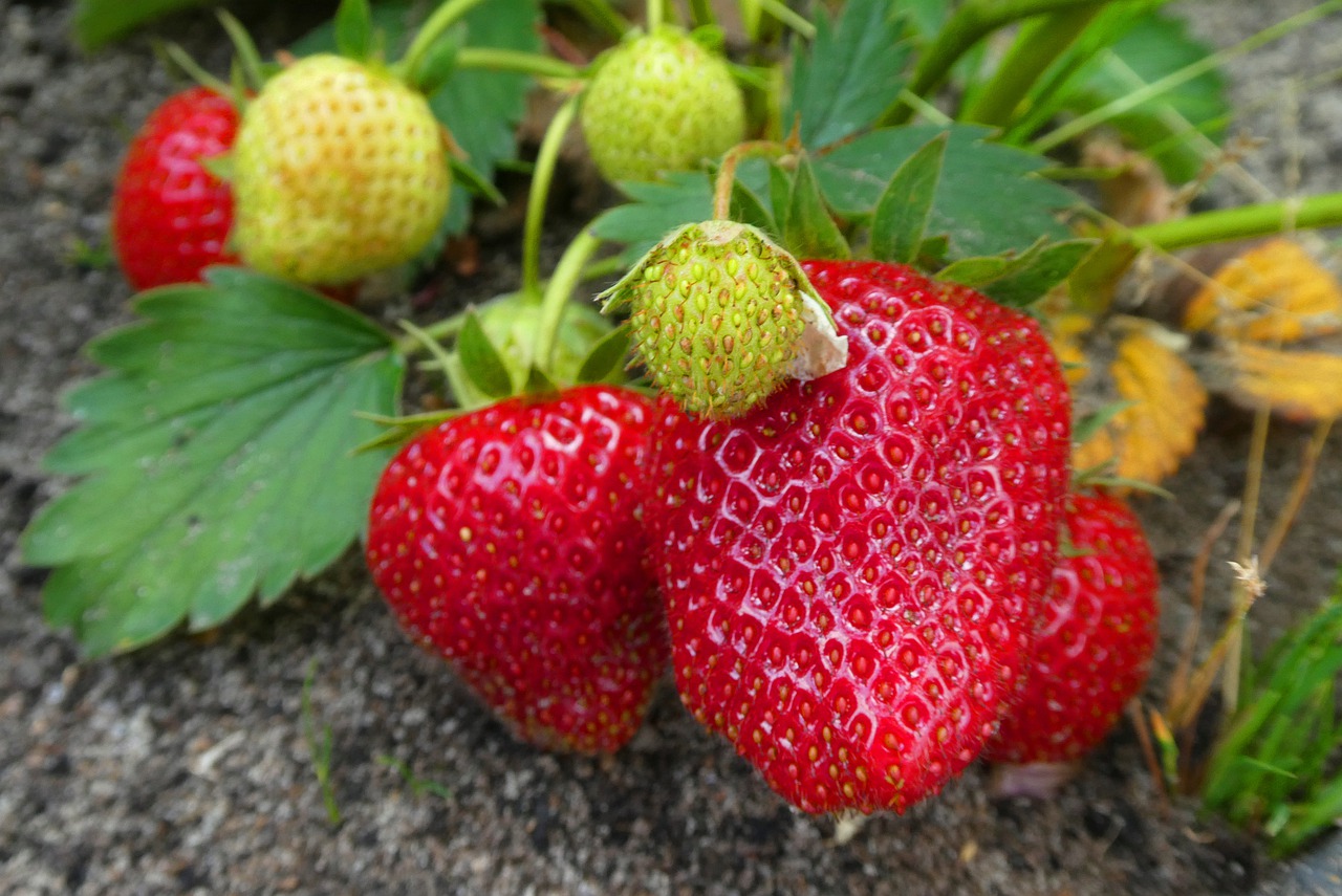 strawberries-4235410_1280