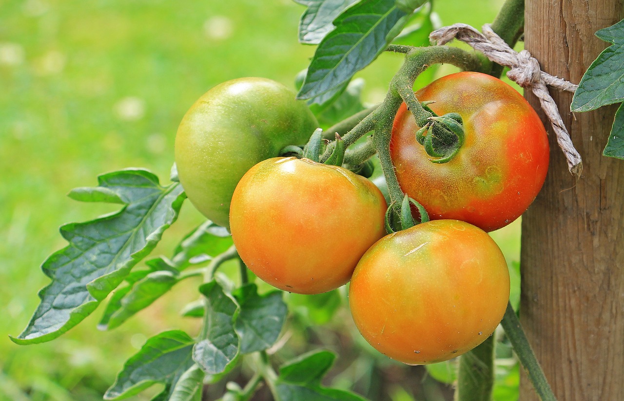 tomatoes-1539503_1280