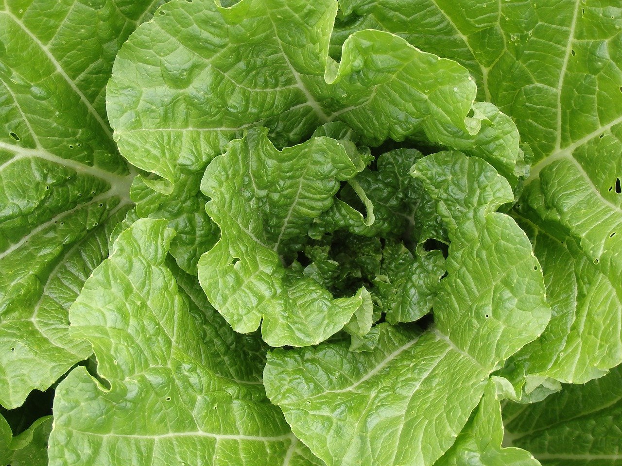 chinese-cabbage-young-2736515_1280