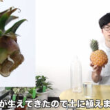 再生野菜 パイナップルを再生栽培で育てる方法 選び方 芽が枯れた場合の対処法 ペットボトル栽培 リボベジ やさいガーデン