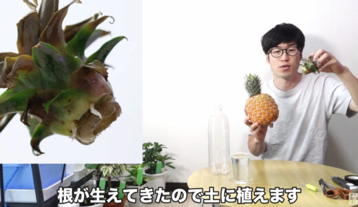 【再生野菜】パイナップルを再生栽培で育てる方法（選び方、芽が枯れた場合の対処法、ペットボトル栽培）【リボベジ】