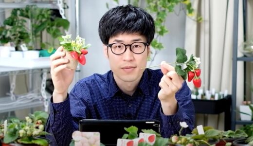 春先にイチゴの茎が短い理由を説明します。