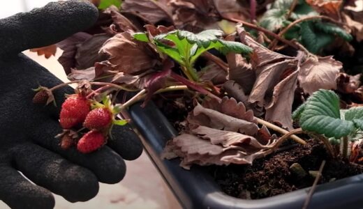 家庭菜園のイチゴ栽培で3月にやるべきこと,管理方法と注意点【追肥,古い葉を取る,人工授粉】