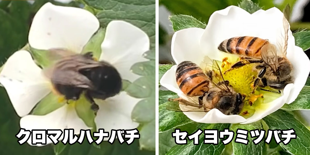 基本的な２種類の蜂