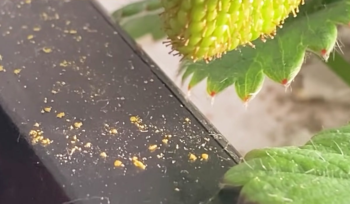 よつぼしの花粉