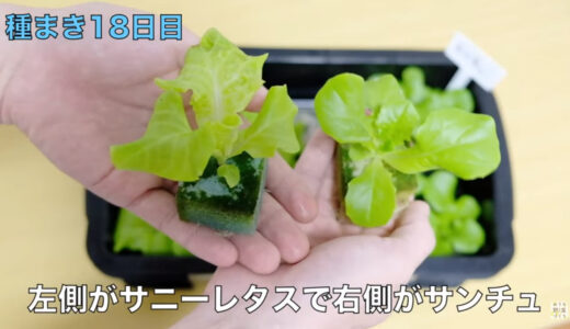 水耕栽培のサニーレタスとサンチュの苗を100円ショップのスポンジで作る方法 ミニ植物工場 やさいガーデン
