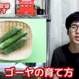 家庭菜園のゴーヤの育て方と摘心のやり方 プランター栽培 やさいガーデン