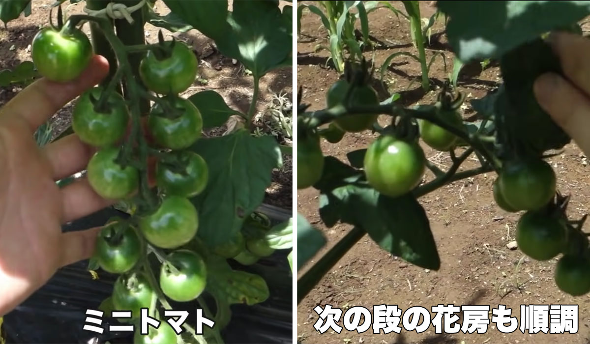 畑で育てているトマトの実