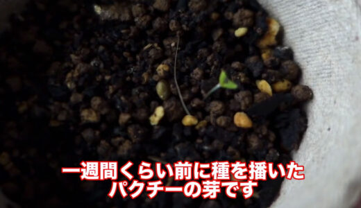 種まきと苗作り_パクチー