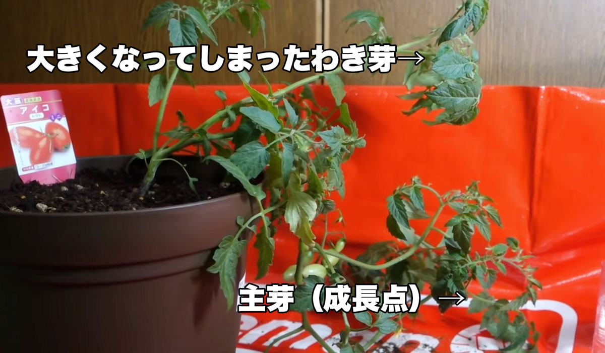 トマトの支柱の立て方_頂芽優勢の影響