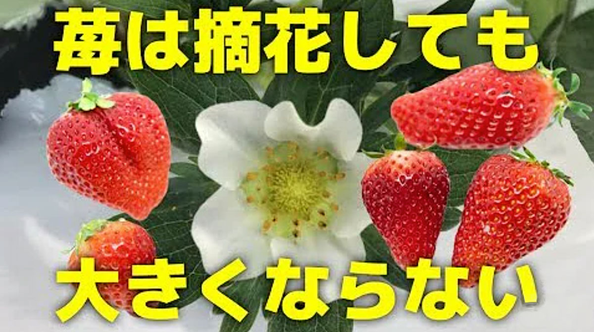 イチゴの花_アイキャッチ