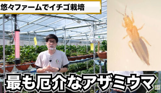 イチゴの病気と害虫対策を紹介〜農薬以外のアザミウマ防除方法とモスバリアの実験結果〜