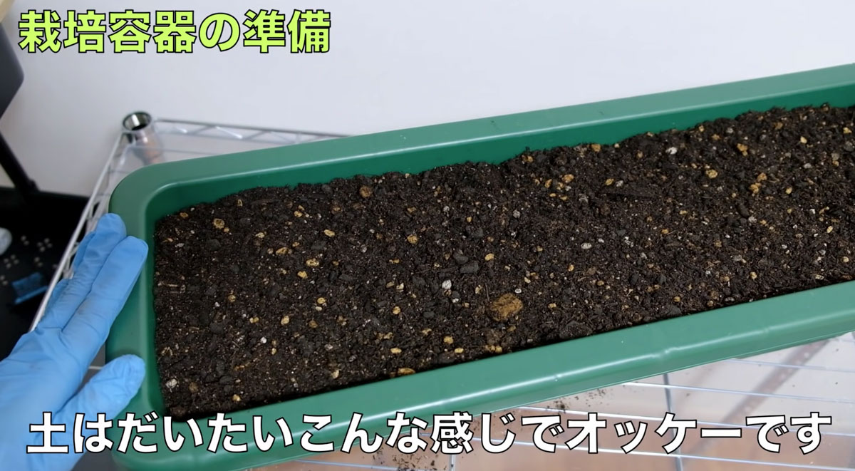 レタス栽培_容器に土を入れる
