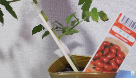 【悲報】トマトの茎が折れた場合の対処方法と苗が折れないための予防策【枝と脇芽の挿し木,テープ固定】