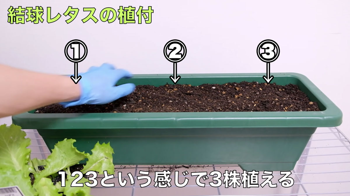 レタス栽培_65cmのプランターには3株植える