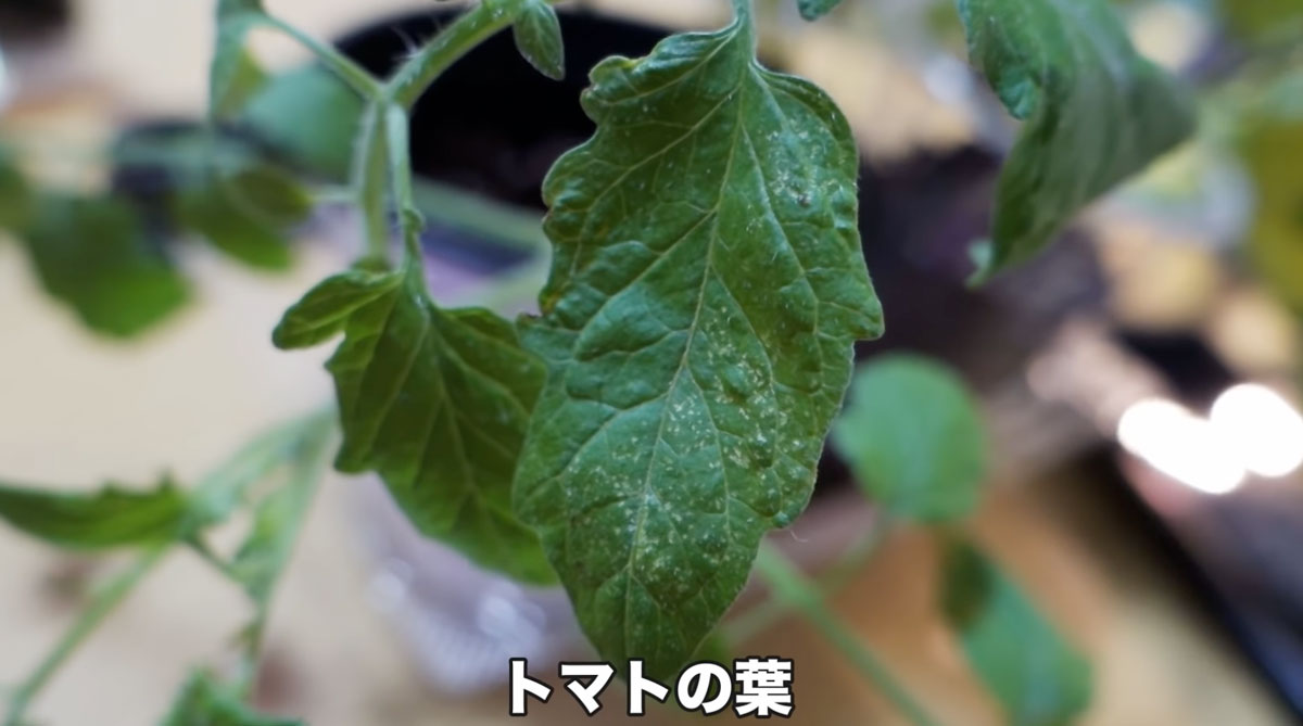 ハダニ_トマトの葉っぱ