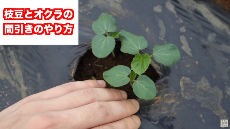 枝豆とオクラの間引きと土寄せのやり方!間引きをする理由と間引いた苗の活用方法 | やさいガーデン