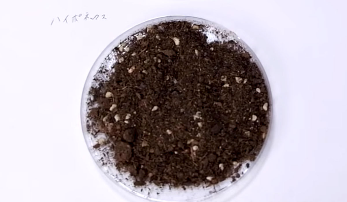 培養土の再生材比較_ハイポネックス