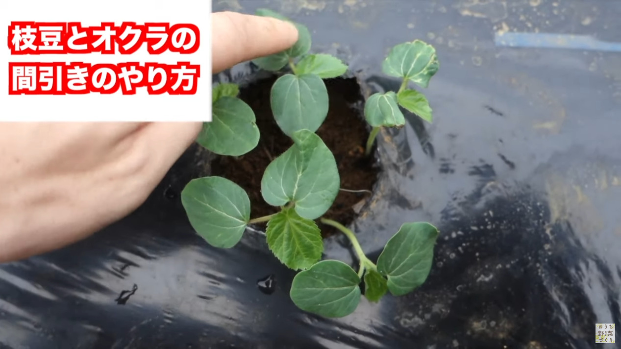 枝豆とオクラの間引きと土寄せのやり方(16)