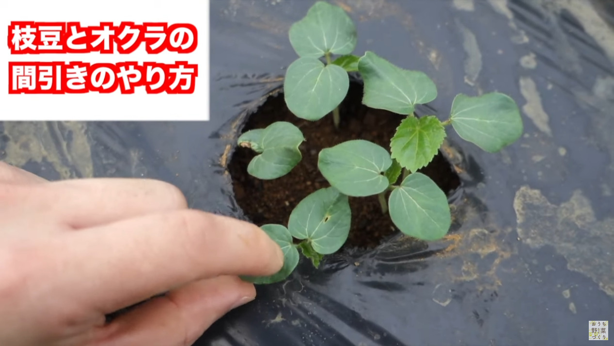 枝豆とオクラの間引きと土寄せのやり方(9)