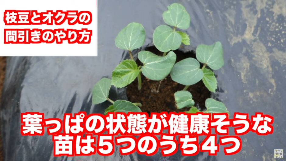 枝豆とオクラの間引きと土寄せのやり方!間引きをする理由と間引いた苗の活用方法 | やさいガーデン
