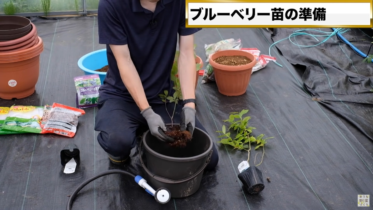 100円ショップの土と肥料、植木鉢でフ育てる方法(56)