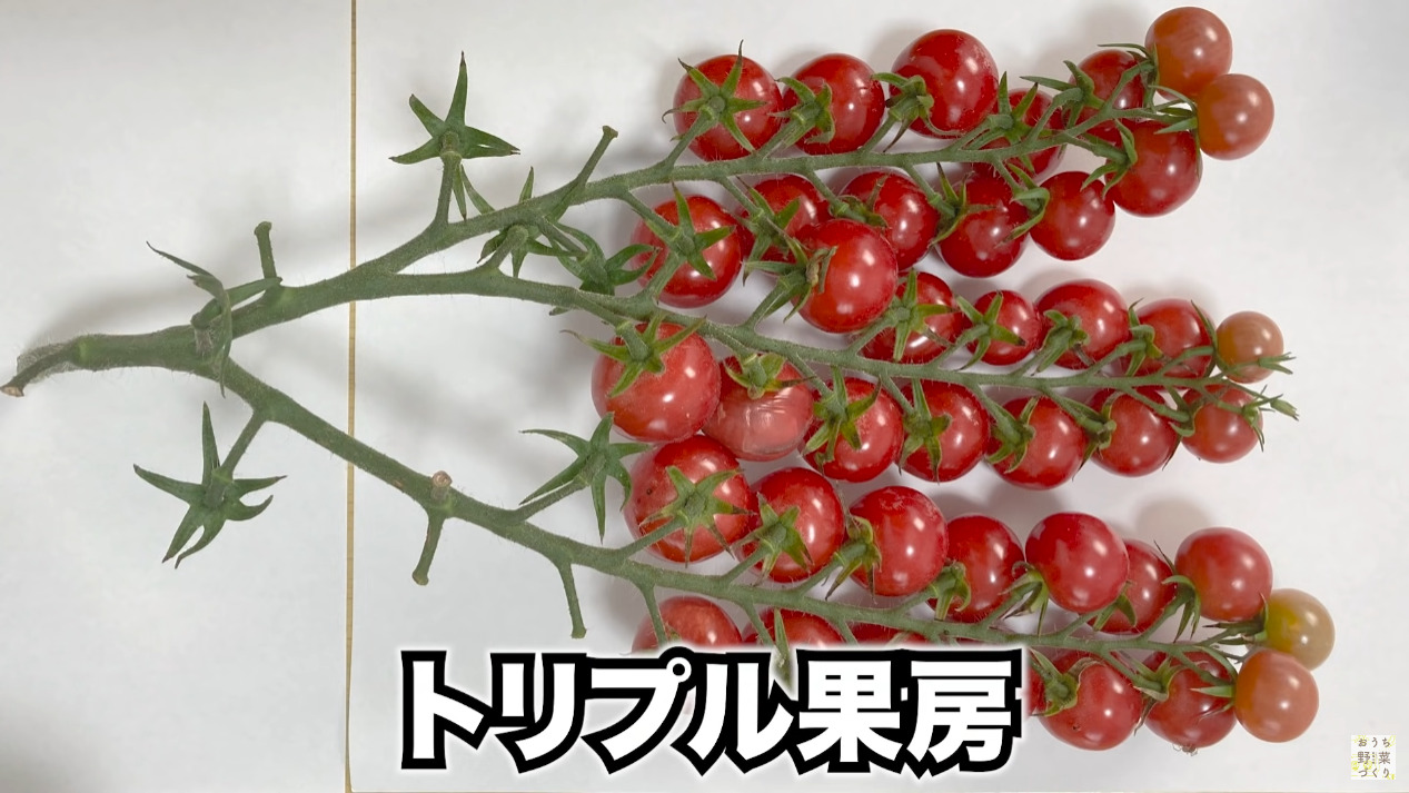 ミニトマトと中玉トマトの房どりのコツとおすすめの品種(14)