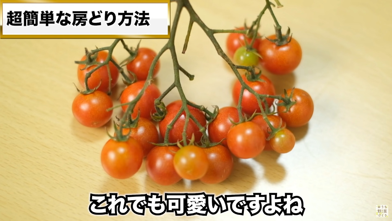 ミニトマトと中玉トマトの房どりのコツとおすすめの品種(47)