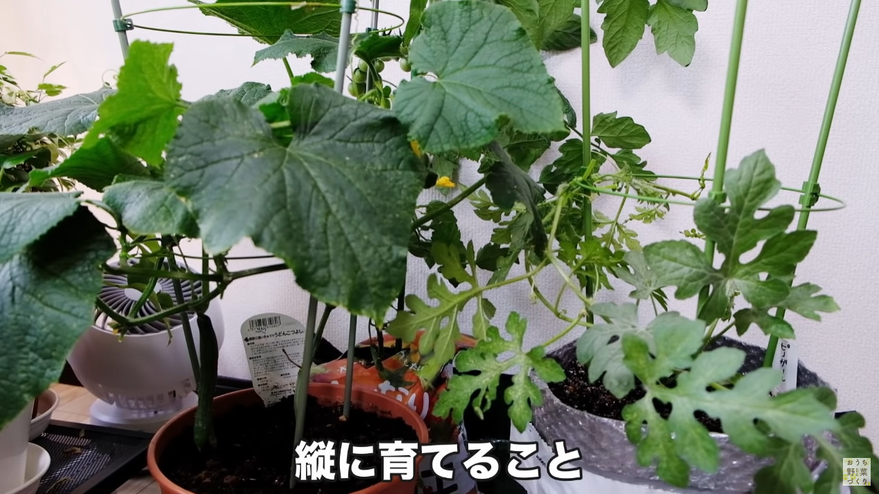 狭いベランダ菜園でもスペースを有効活用して野菜をたくさん育てる4つの方法(6)