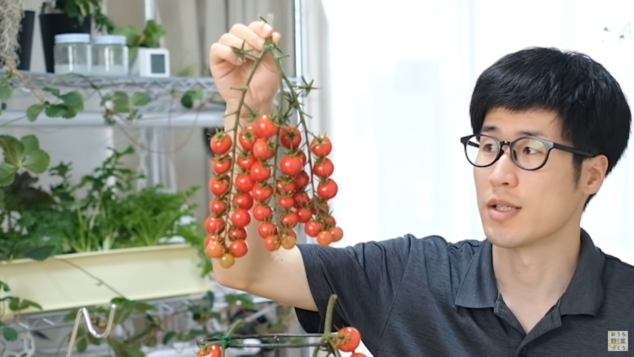 ミニトマトと中玉トマトの房どりのコツとおすすめの品種(3)