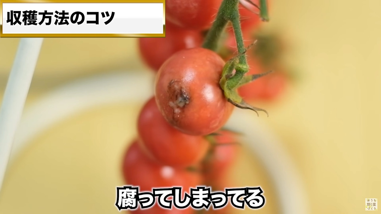 ミニトマトと中玉トマトの房どりのコツとおすすめの品種(30)