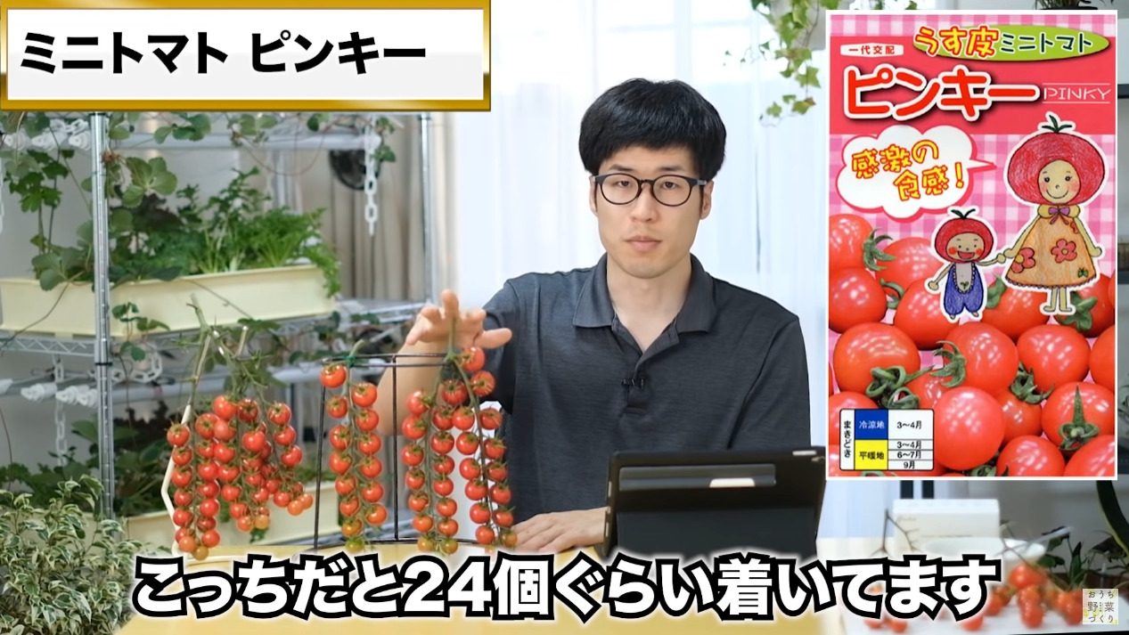ミニトマトと中玉トマトの房どりのコツとおすすめの品種(38)