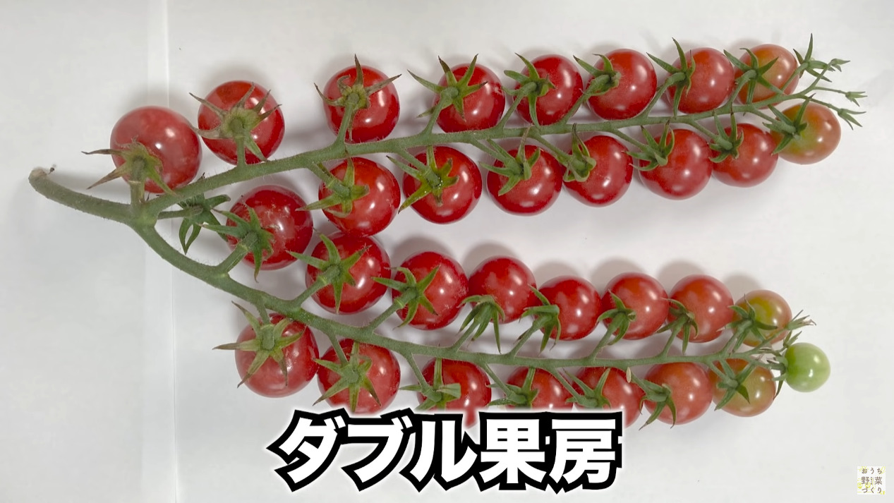 ミニトマトと中玉トマトの房どりのコツとおすすめの品種(12)