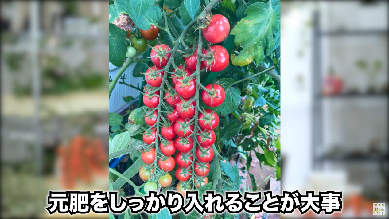 ミニトマトと中玉トマトの房どりのコツとおすすめの品種(20)