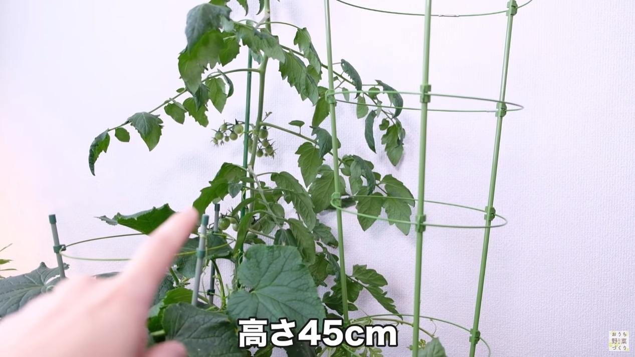 狭いベランダ菜園でもスペースを有効活用して野菜をたくさん育てる4つの方法(13)