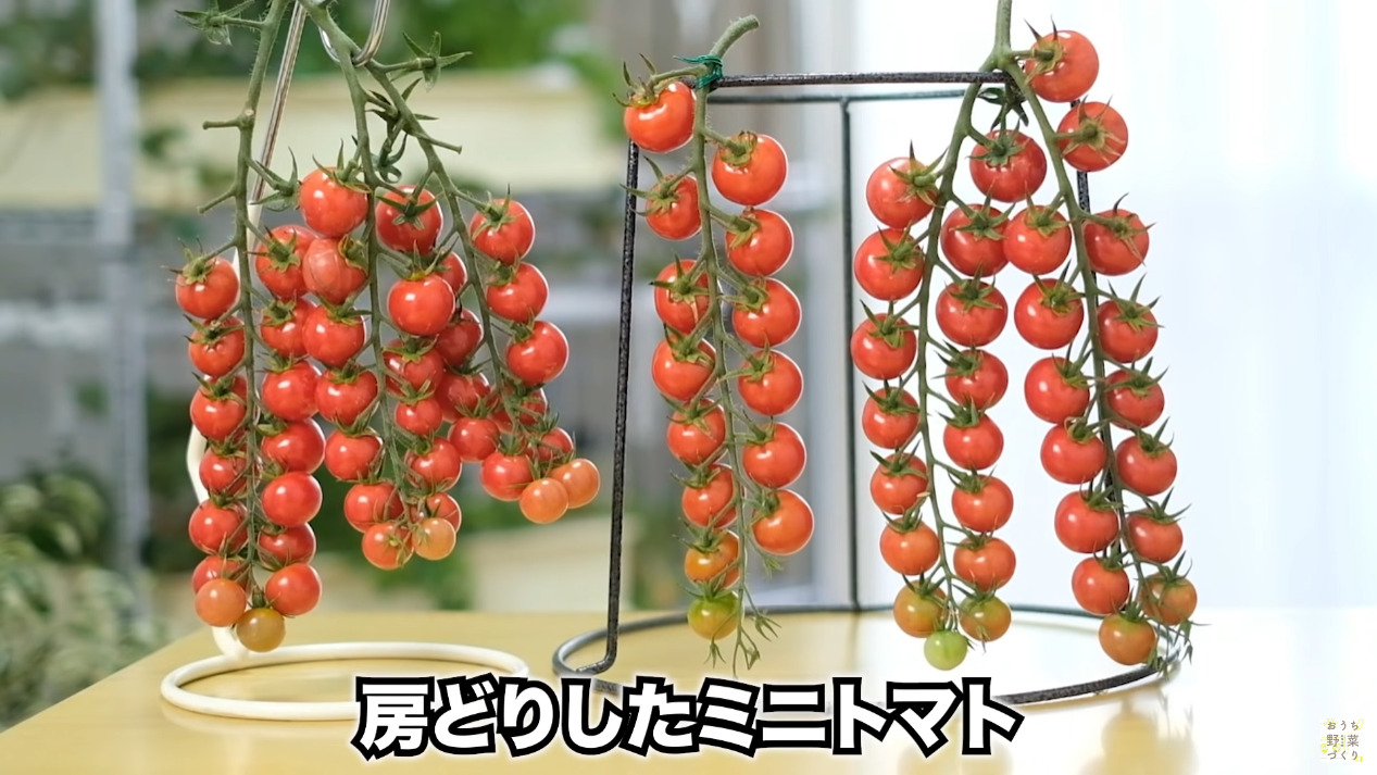 ミニトマトと中玉トマトの房どりのコツとおすすめの品種(1)