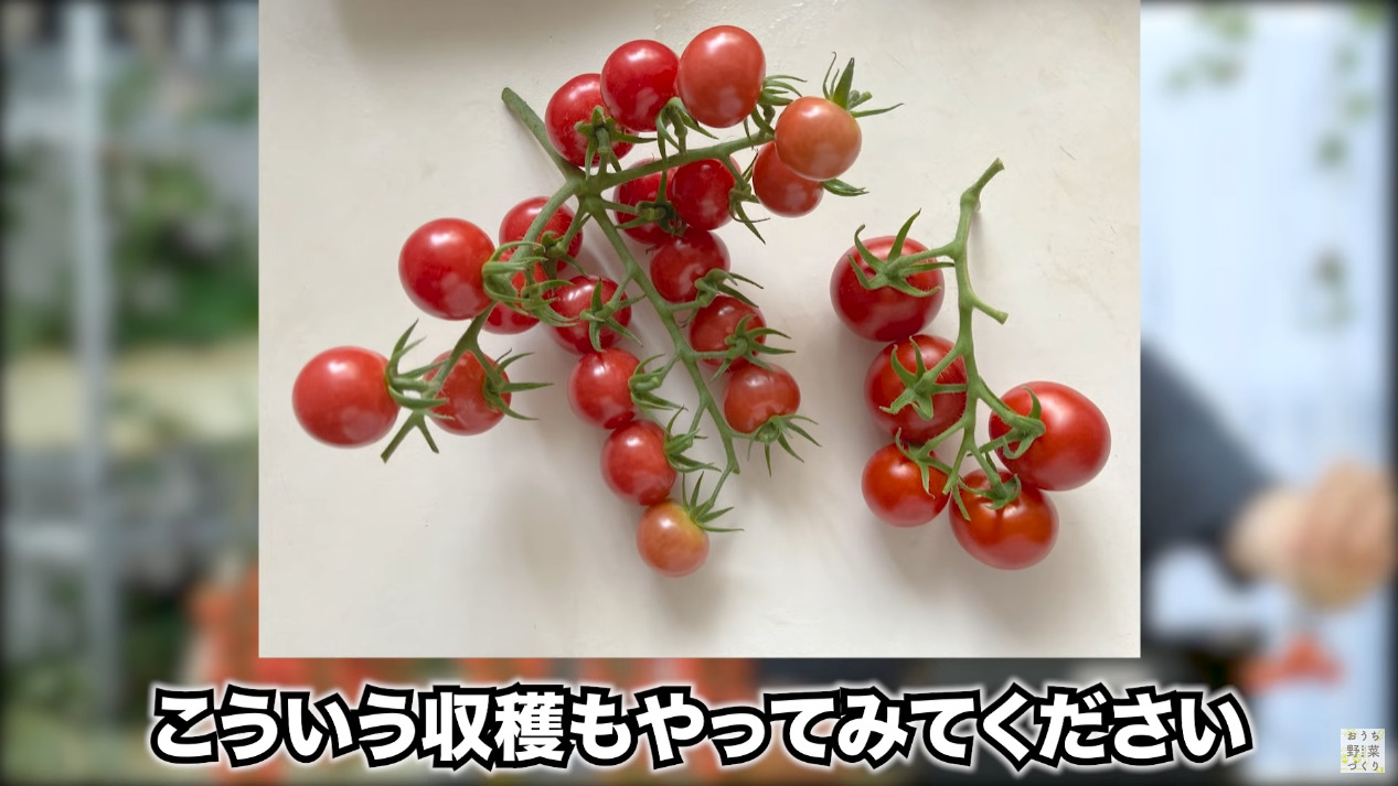 ミニトマトと中玉トマトの房どりのコツとおすすめの品種(49)