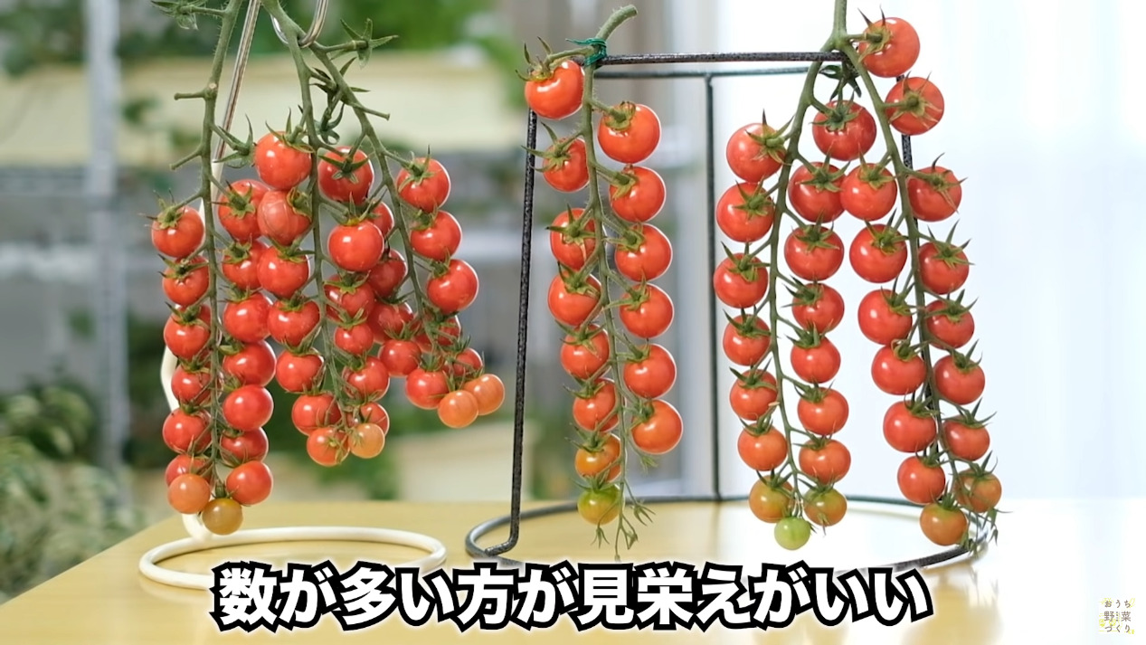 ミニトマトと中玉トマトの房どりのコツとおすすめの品種(16)