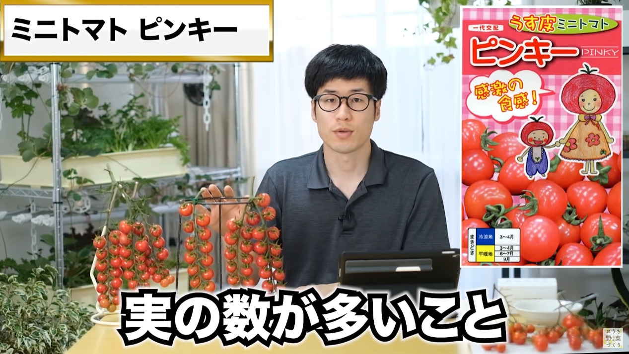 ミニトマトと中玉トマトの房どりのコツとおすすめの品種(36)
