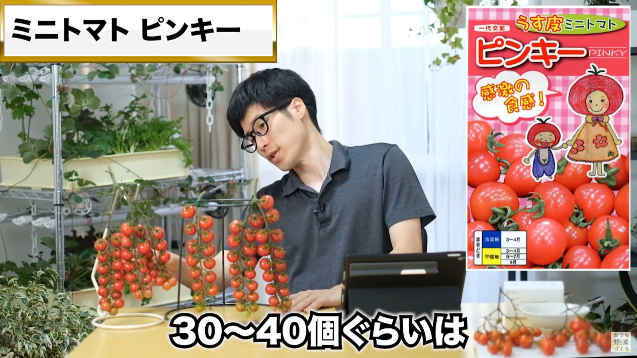 ミニトマトと中玉トマトの房どりのコツとおすすめの品種(39)