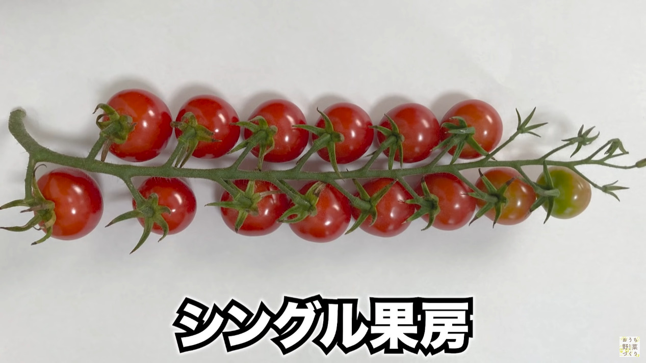 ミニトマトと中玉トマトの房どりのコツとおすすめの品種(9)