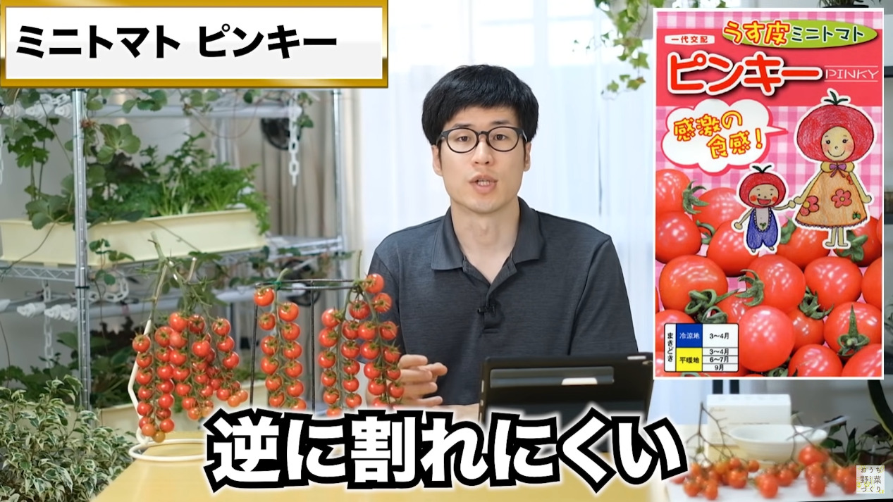 ミニトマトと中玉トマトの房どりのコツとおすすめの品種(41)