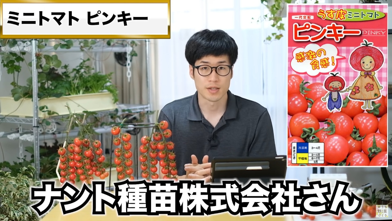 ミニトマトと中玉トマトの房どりのコツとおすすめの品種(42)