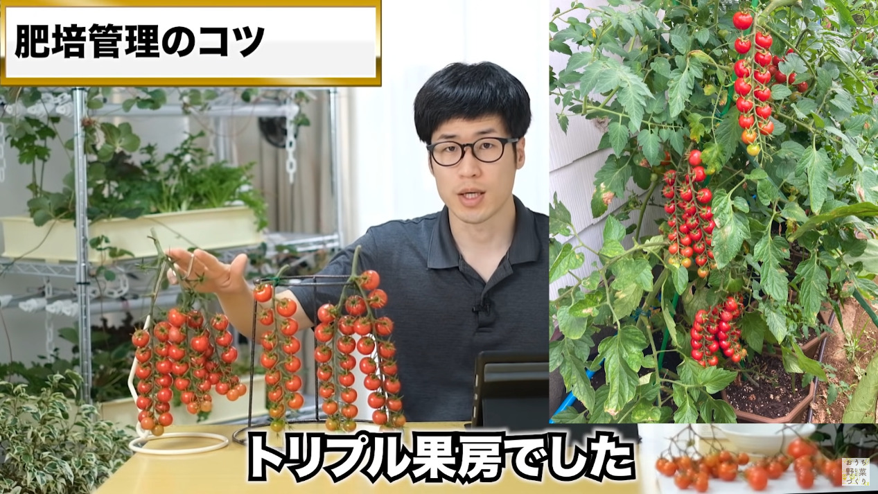 ミニトマトと中玉トマトの房どりのコツとおすすめの品種(18)