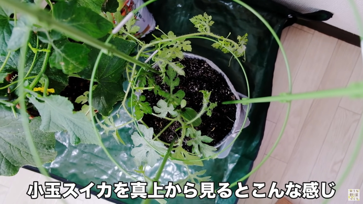 狭いベランダ菜園でもスペースを有効活用して野菜をたくさん育てる4つの方法(12)