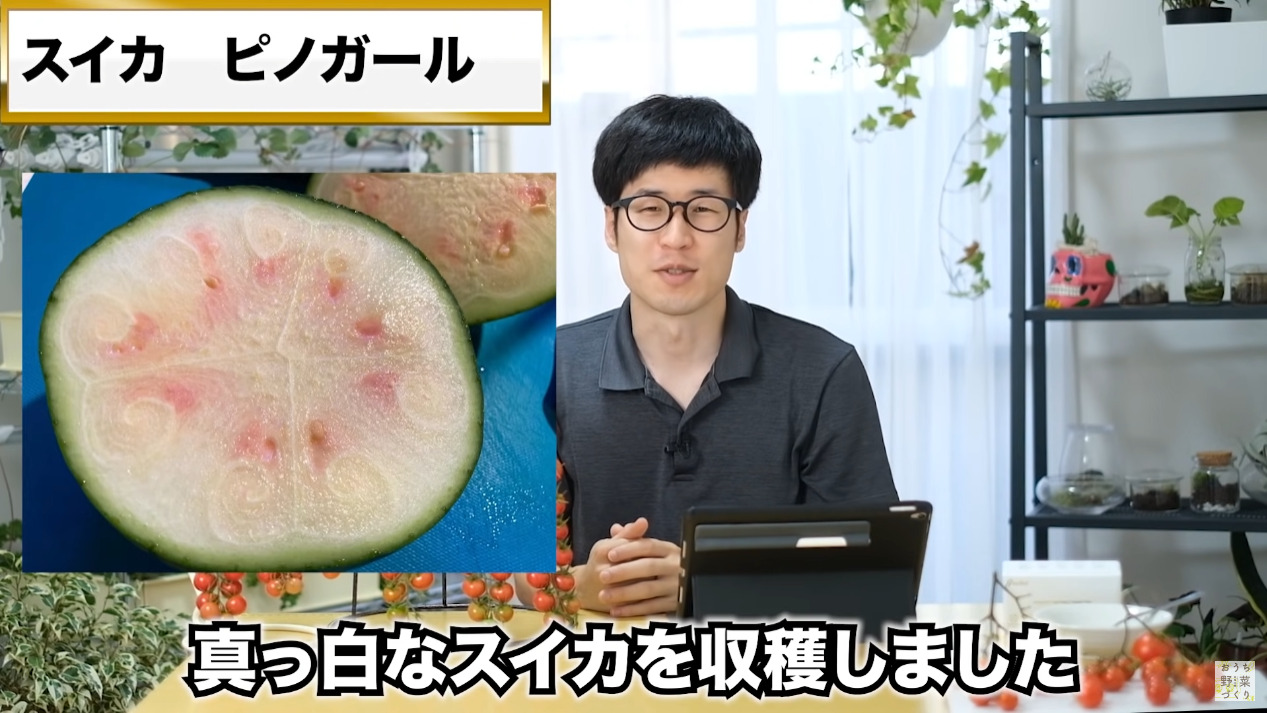 ミニトマトと中玉トマトの房どりのコツとおすすめの品種(44)