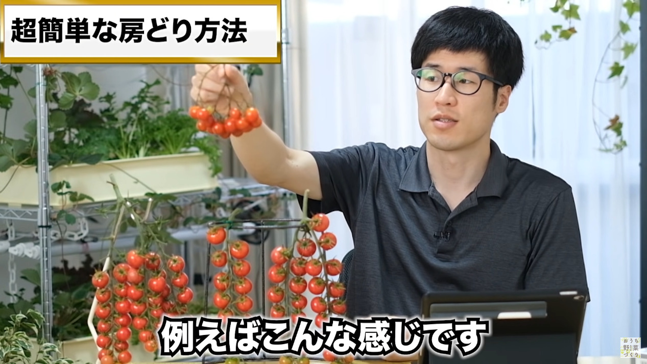 ミニトマトと中玉トマトの房どりのコツとおすすめの品種(46)