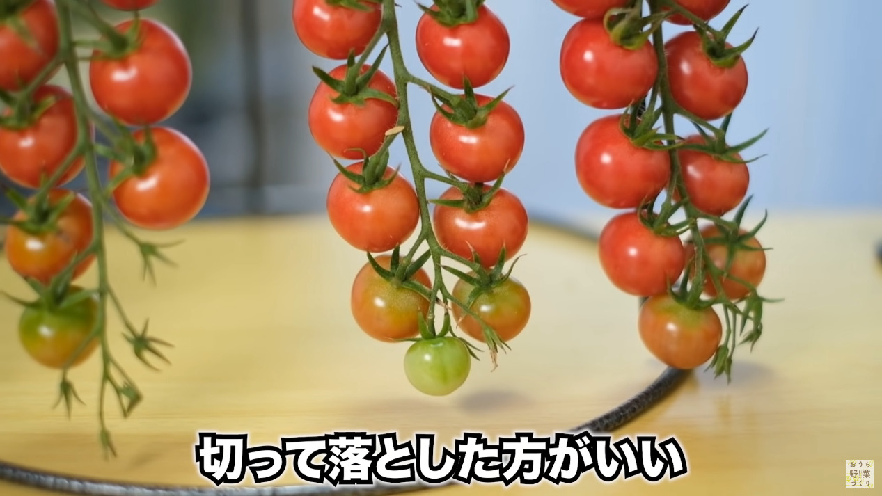 ミニトマトと中玉トマトの房どりのコツとおすすめの品種(28)